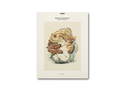 Polyporus Giganteus