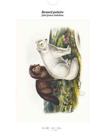 Front cover_Renard polaire