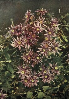 Couverture_Fleurs des Alpes