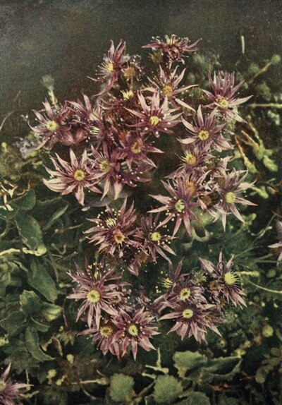 Couverture_Fleurs des Alpes