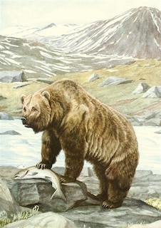 Couverture_Animaux sauvages d'Amérique du Nord
