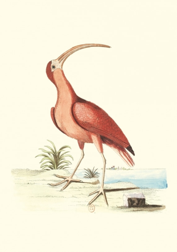 Couverture_Recueil de divers oiseaux