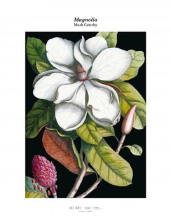 Front cover_Magnolia