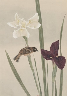 Couverture_Fleurs et oiseaux