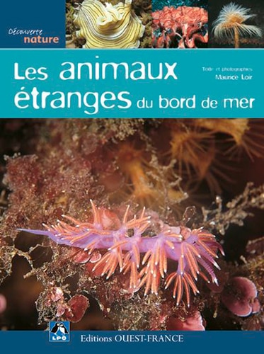 Couverture_Les animaux étranges du bord de mer