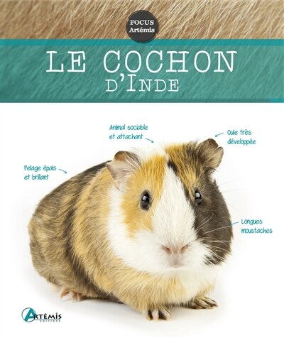 Front cover_Cochon d'Inde