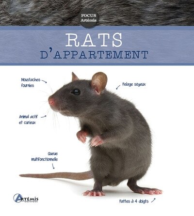 Couverture_Rats d'appartement