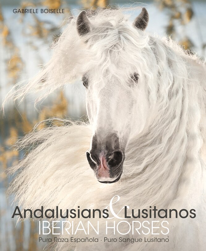 Andalusians & Lusitanos Iberian Horses