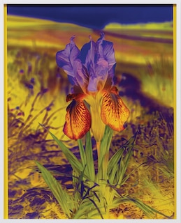 Couverture_Lisa Oppenheim: The Eternal Substitute