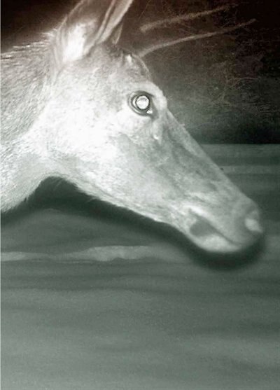 Front cover_Alex Hanimann: Trapped