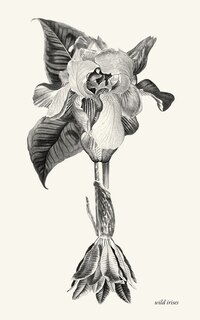 Front cover_wild irises