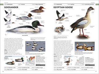 Sample content 4_RSPB Birds of Britain and Europe