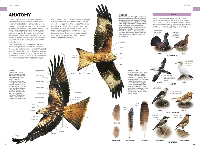 Sample content 5_RSPB Birds of Britain and Europe