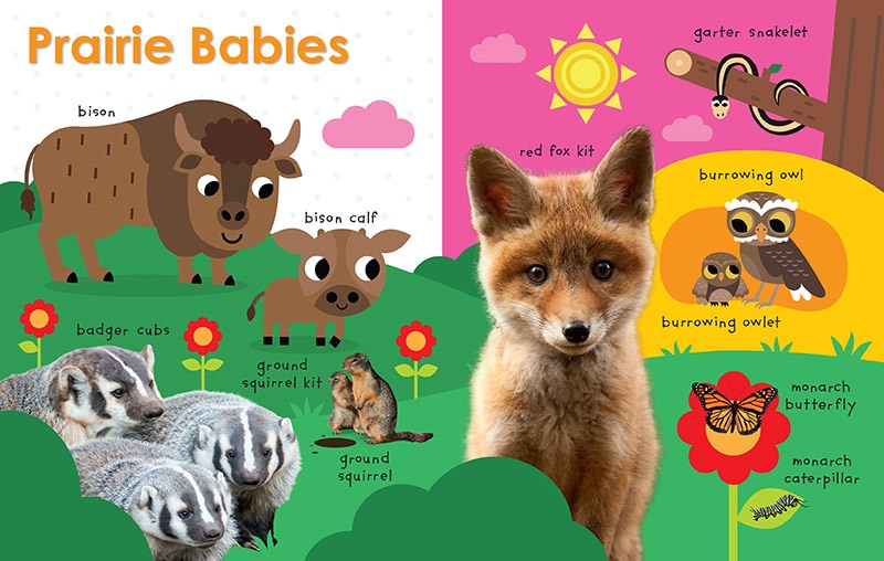 Sample content_My First Canadian: Baby Animals