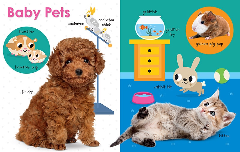 Sample content 3_My First Canadian: Baby Animals