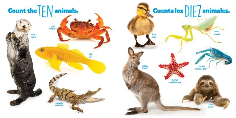 Sample content_National Geographic Photo Ark Numbers / Números