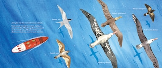 Sample content 4_South with the Seabirds