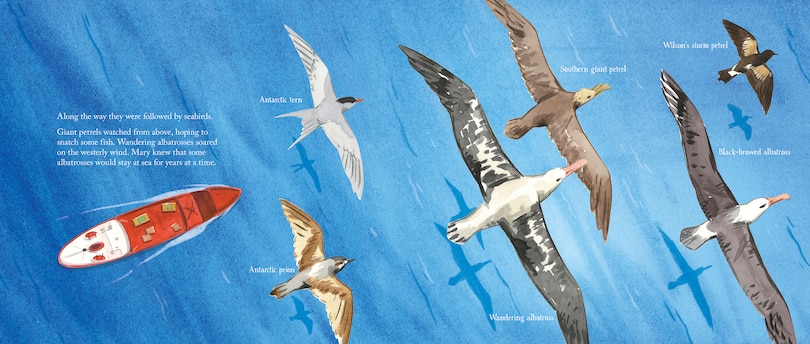 Sample content 4_South with the Seabirds