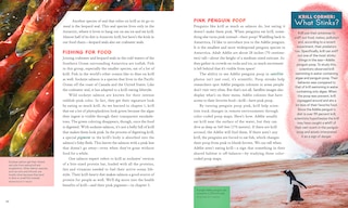 Sample content 4_Krill