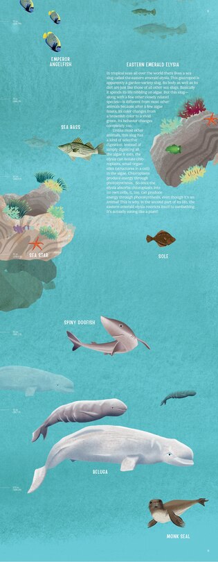 Sample content 2_Down in the Blue Ocean