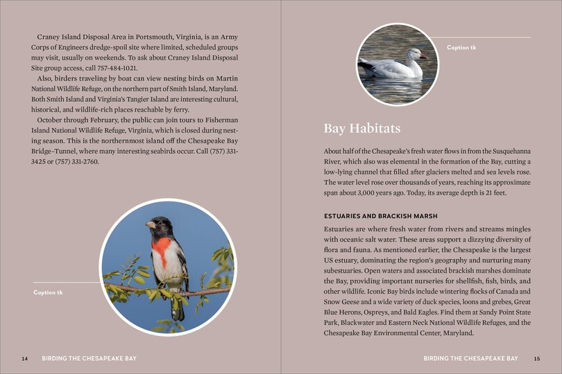 Aperçu du contenu 2_Birds of the Chesapeake Bay