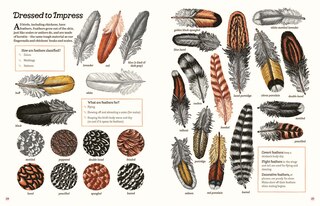 Aper&ccedil;u du contenu 4_Cluck!