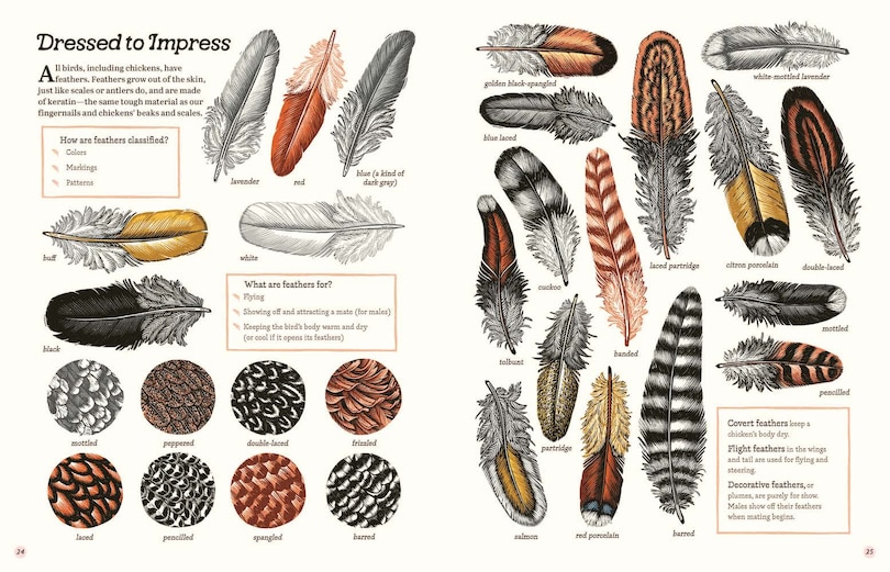 Aper&ccedil;u du contenu 4_Cluck!