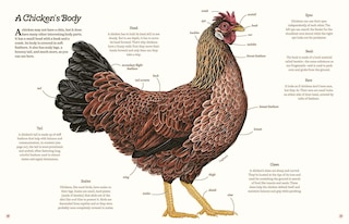 Aper&ccedil;u du contenu 5_Cluck!