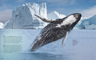 Aper&ccedil;u du contenu 2_ULTIMATE BK OF ANIMALS