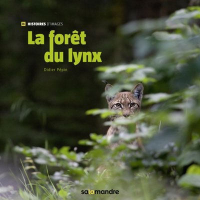 Forêt sauvage, regard de lynx