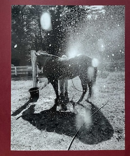 Front cover_Calling the Birds Home