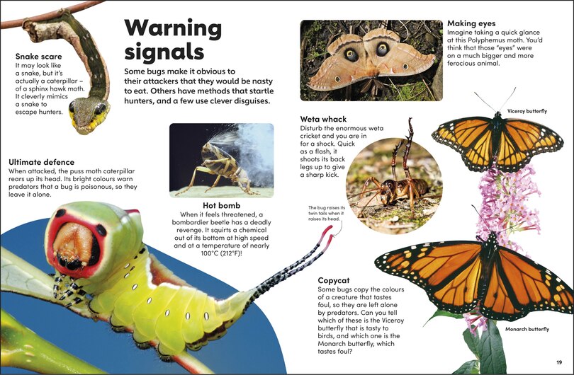 Sample content 2_Eyewonder Bugs