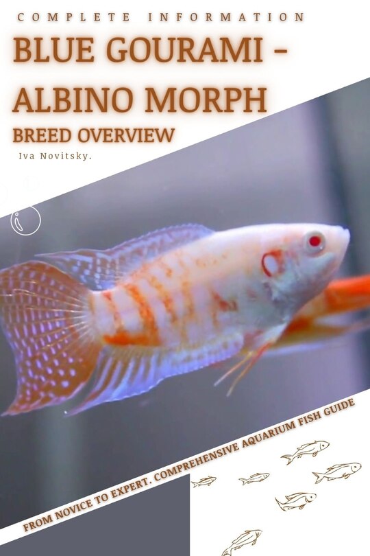 Couverture_Blue Gourami - Albino Morph