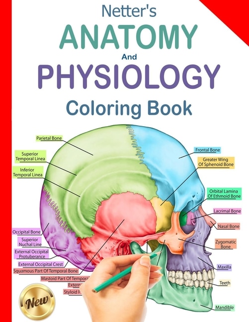 Netter's Anatomy And Physiology Coloring Book: Human Body Coloring Book & Workbook, Updated Edition