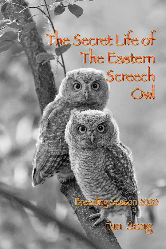 Front cover_The Secret Life of Eastern Screech Owl