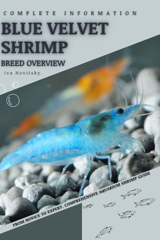 Couverture_Blue Velvet Shrimp