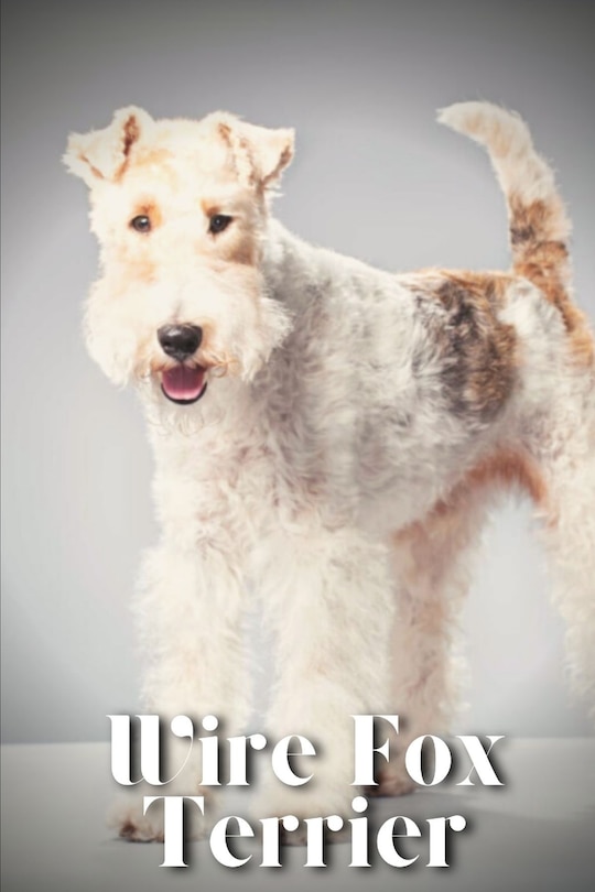 Wire Fox Terrier: Dog breed overview and guide