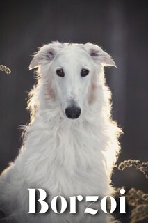 Couverture_Borzoi