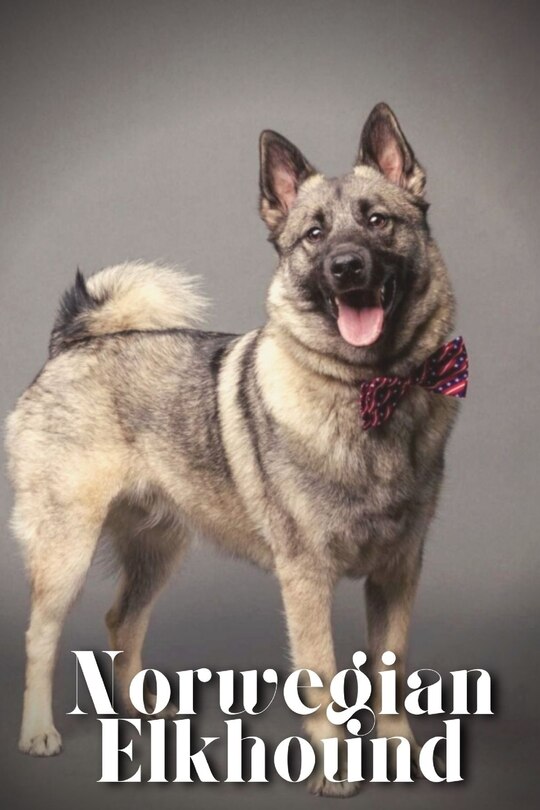 Front cover_Norwegian Elkhound