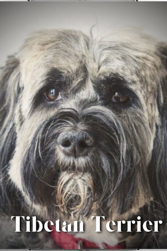 Tibetan Terrier: Dog breed overview and guide