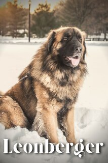 Front cover_Leonberger