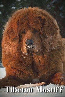 Front cover_Tibetan Mastiff