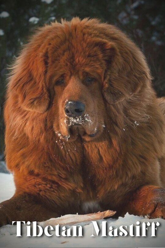 Front cover_Tibetan Mastiff