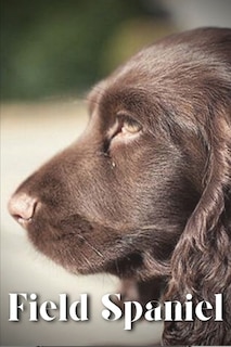 Field Spaniel: Dog breed overview and guide