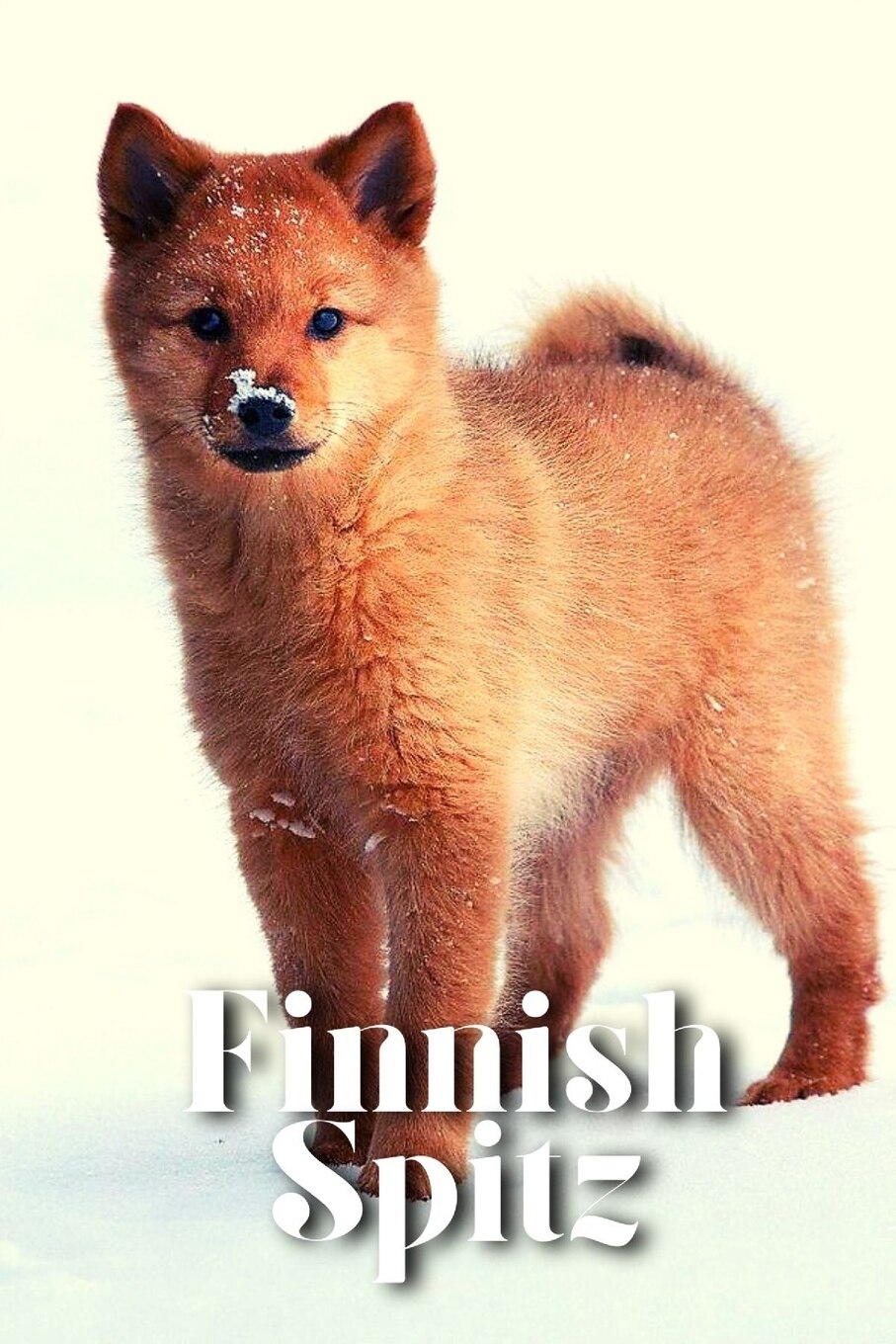 Finnish spitz shop price