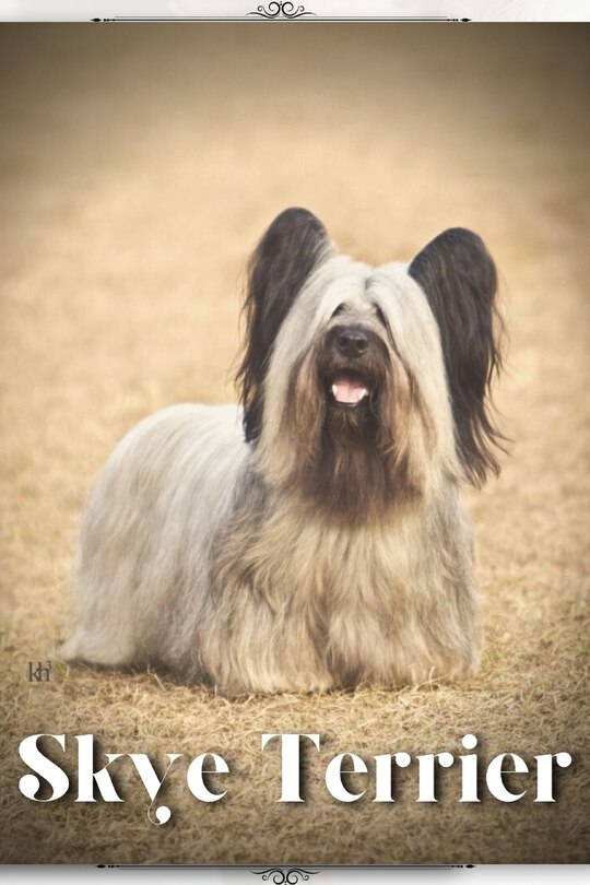 Front cover_Skye Terrier