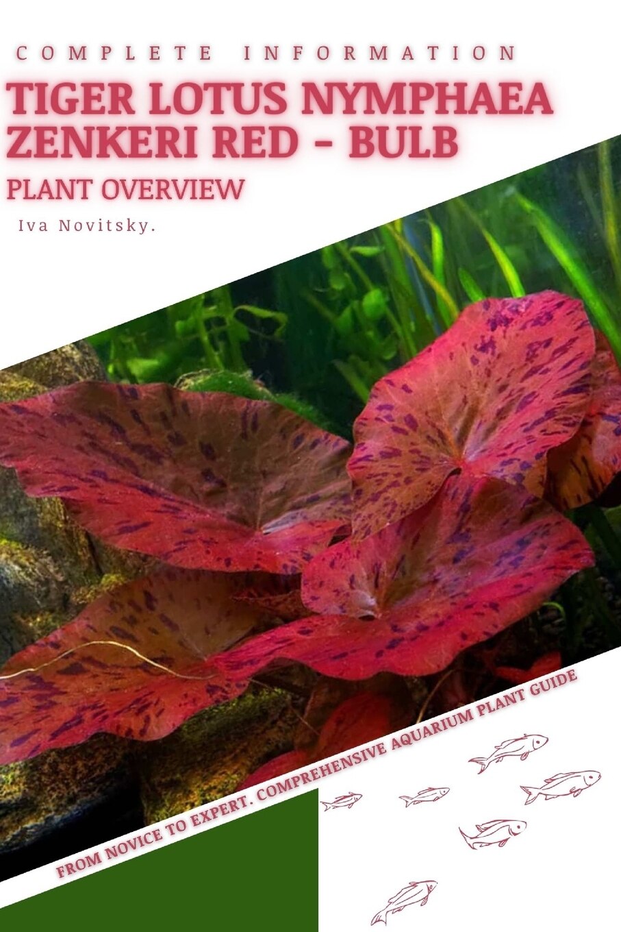 Tiger Lotus Nymphaea Zenkeri Red Bulb From Novice to Expert