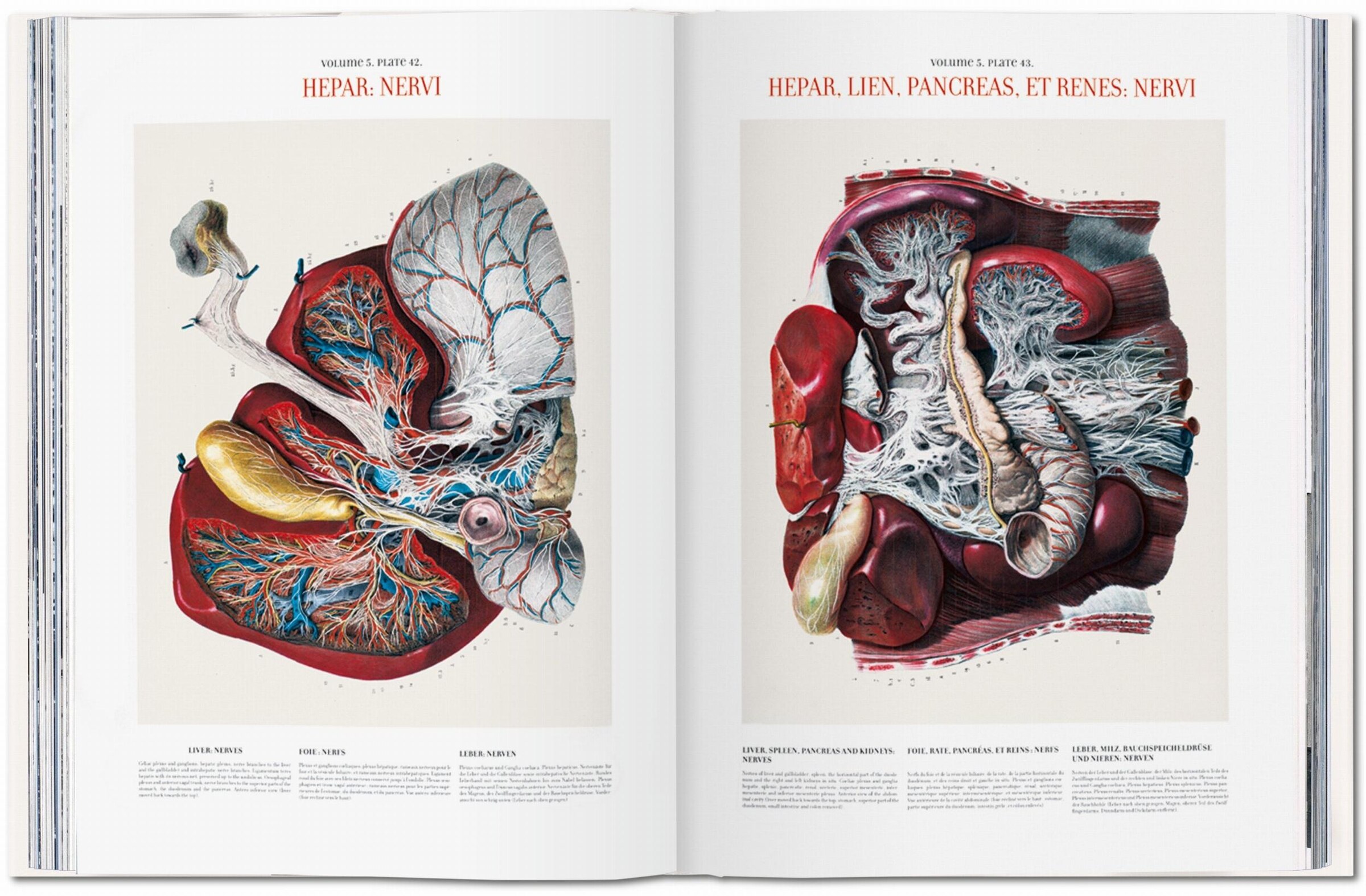 Bourgery. Atlas Of Human Anatomy And Surgery Book By Henri