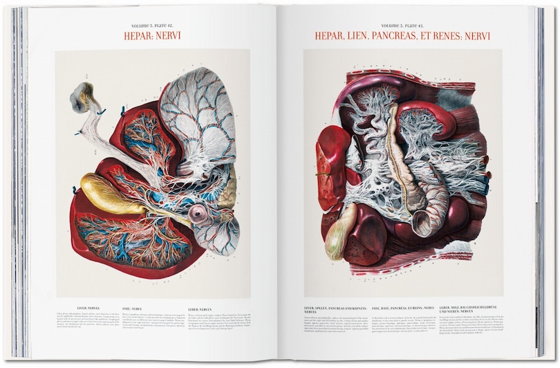 Sample content_Bourgery. Atlas Of Human Anatomy And Surgery