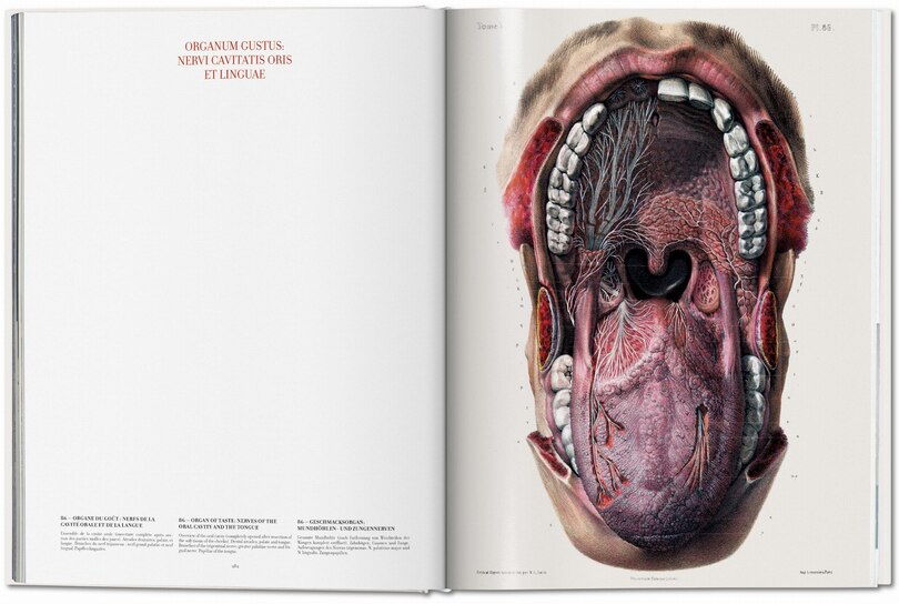 Sample content 2_Bourgery. Atlas Of Human Anatomy And Surgery